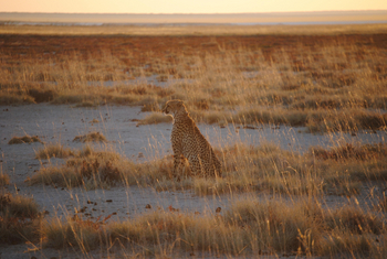 Hobatere Lodge: Gepard