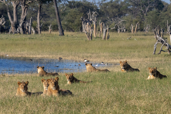 Imvelo Safaris Imvelo Safaris: Löwen am Gewässer