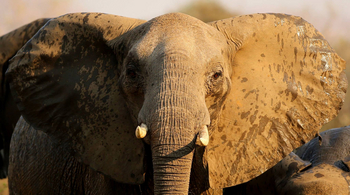 Kavinga Safari Camp: Elefantengesicht