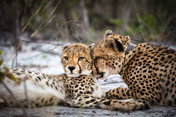 King Lewanika Lodge: Geparden