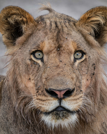 King Lewanika Lodge: Nahaufnahme eines Löwen