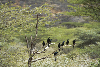 Koros Camp: Starlings