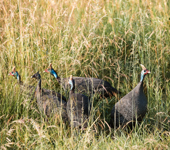 Laba Migration Camp: Hühner in hohem Gras