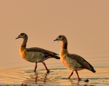 Linyanti Ebony Linyanti Ebony: Nilgänse