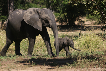 Little Vundu Camp Little Vundu Camp: Elefantenkuh mit Baby
