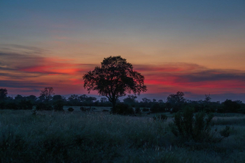 Losika Elephant Camp: Feuriger Sonnenuntergang über Akazien-Silhouette