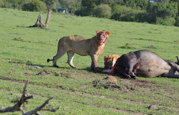 Losokwan Luxury Tented Camp: Löwen mit Büffelkadaver