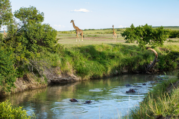 Mara Toto Tree Camp: Giraffen am und Hippos im Mara River