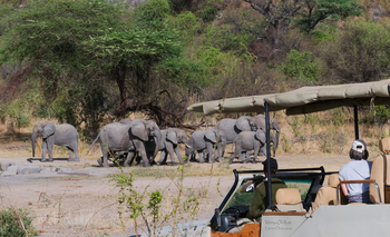 Mdonya Old River Camp: Elefantenherde