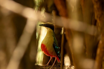 Mhara River Camp: African Pitta