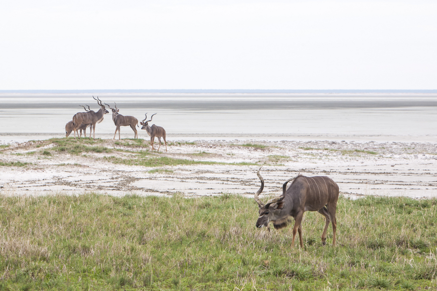 Mushara Game Drive