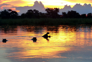 Ngepi Camp: Nilpferde im Okavango