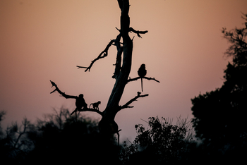 North Island Okavango Camp North Island Okavango Camp: Paviane