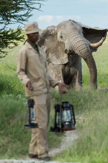Nxai Pan Camp: Elefant und Laternenträger