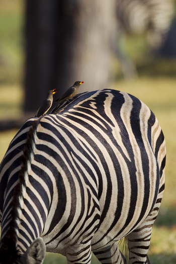 Okuti Camp: Oxpecker auf Zebrarücken