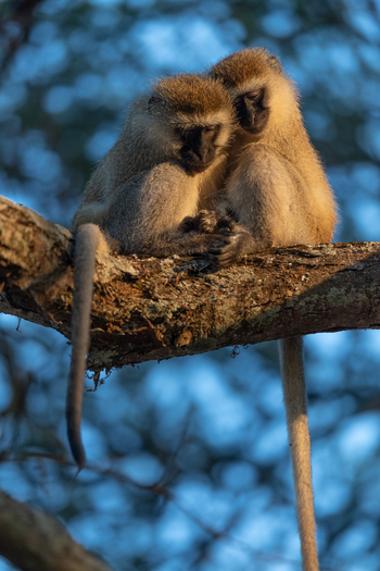 Oliver's Camp: Grüne Meerkatzen