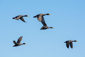 Pom Pom Camp: Gelbschnabelenten