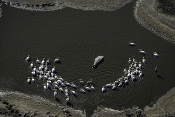 Qorokwe Camp: Nilpferd und Pelikane