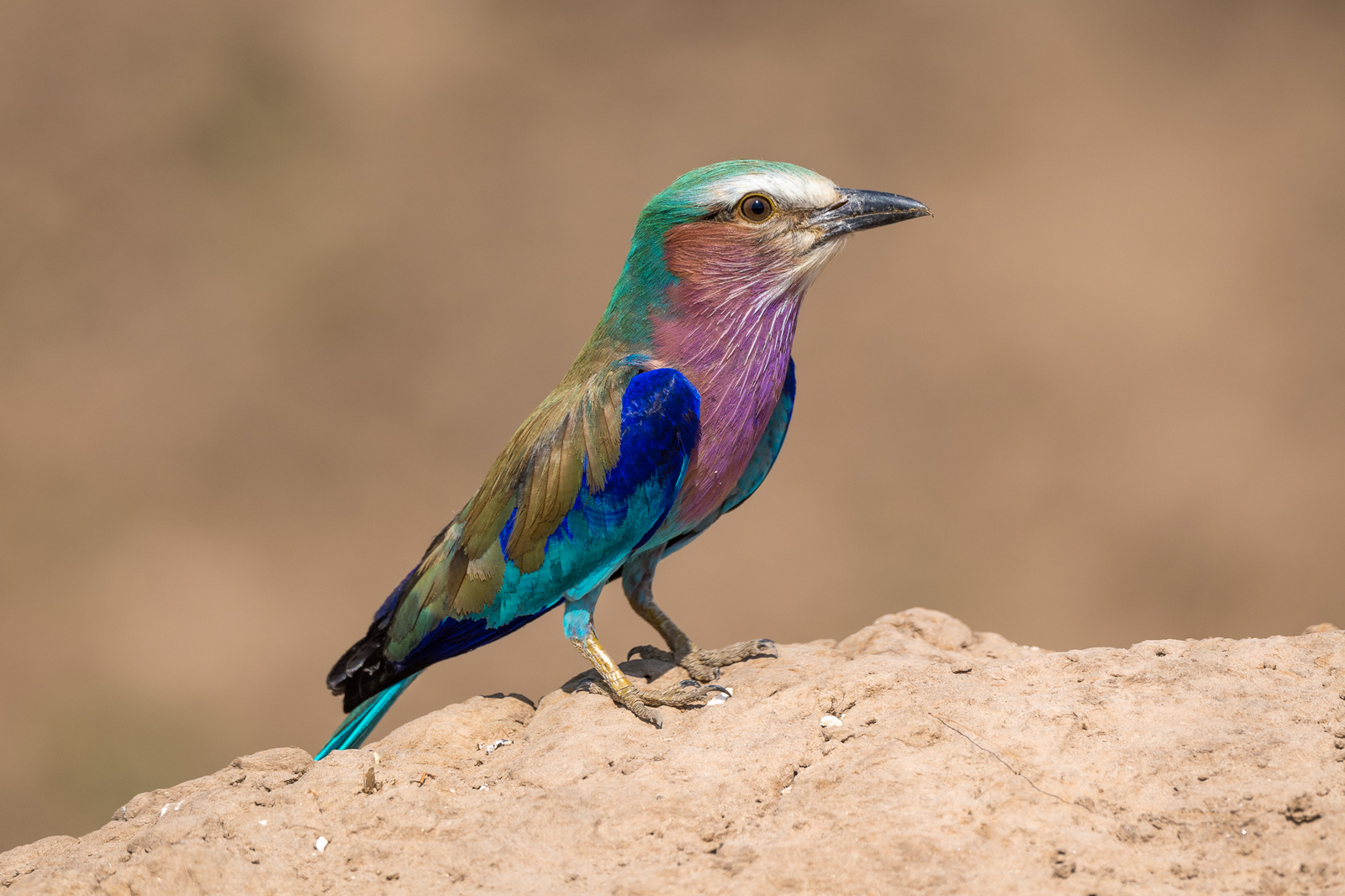 Robin Pope Safaris Robin Pope Safaris: Gabelracke