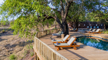Sabi Sabi Bush Lodge: Deck mit Pool und Sonnenliegen