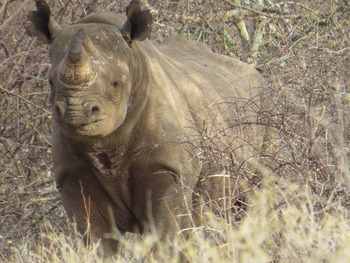 Saruni Rhino Camp: Spitzmaulnashorn frontal