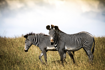 Segera Retreat: Grevy's Zebras