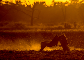 Selinda Explorers Camp Selinda Explorers Camp: Raufende Löwen