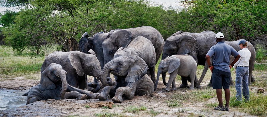 Semowi Nature Camp: Elephant Havens