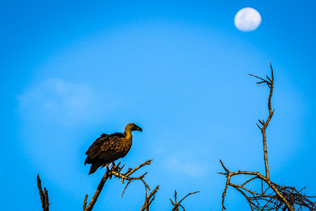 Sirikoi Lodge Sirikoi Lodge: Geier und Mond