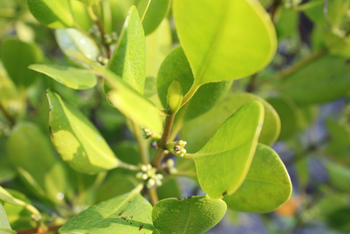Sunderban Tiger Camp: Blätter