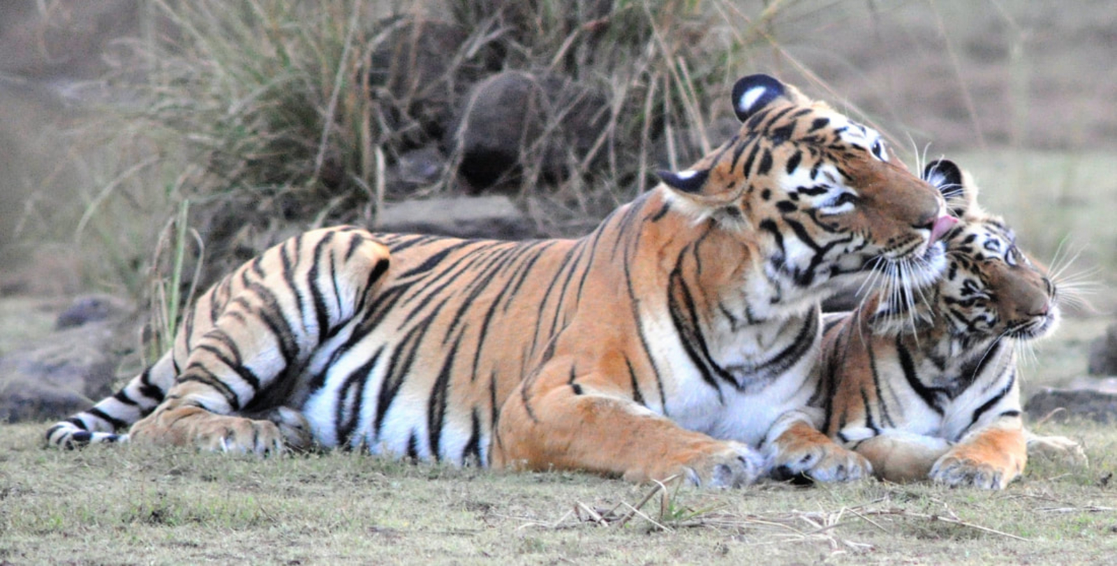 Tigertrails Jungle Lodge Tigertrails Jungle Lodge: Tigerin mit Jungtier