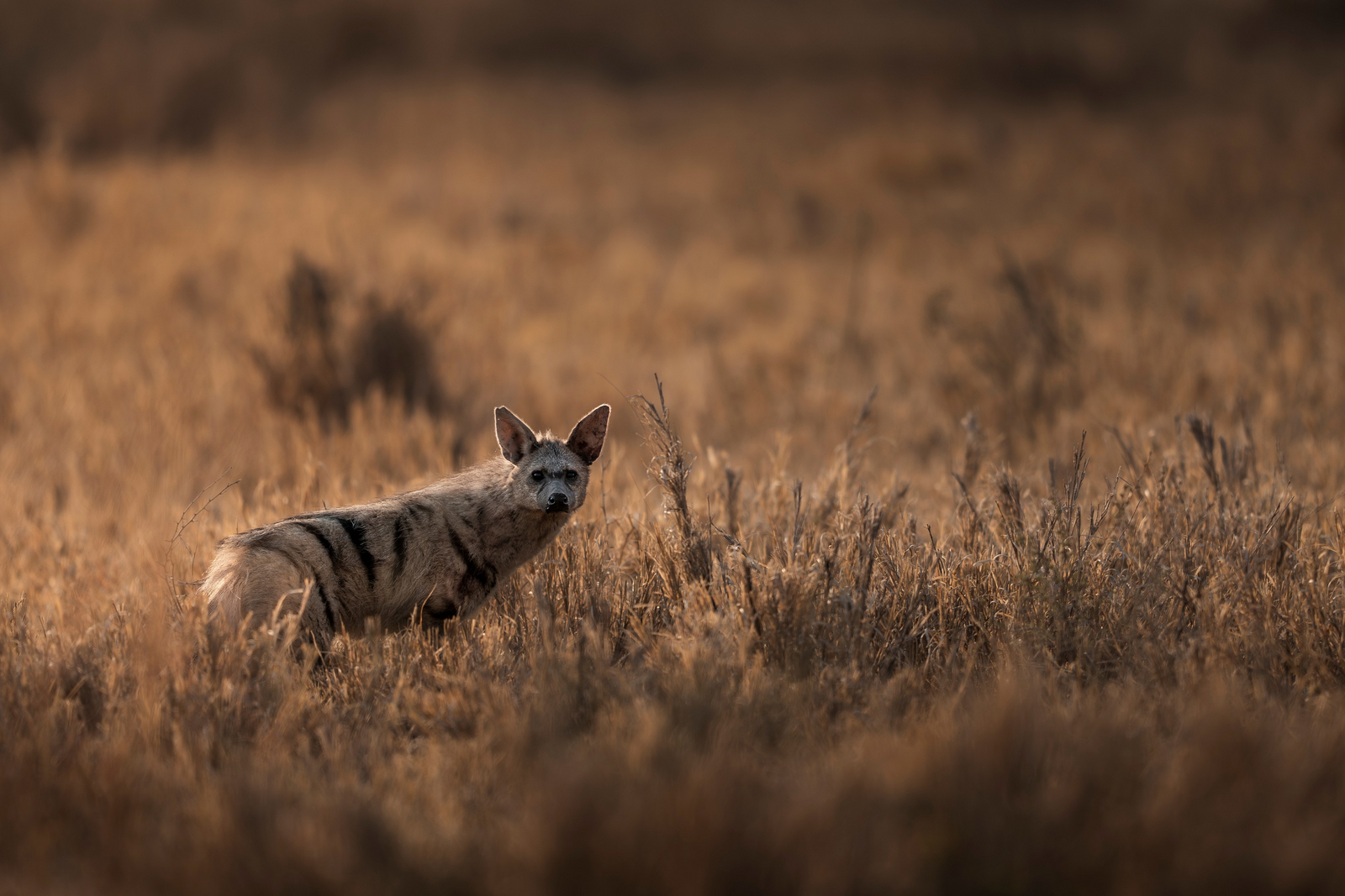 Wilderness Mokete Camp Wilderness Mokete Camp: Aardwolf