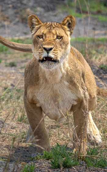 Wilderness Mokete Camp: Jagende Löwin