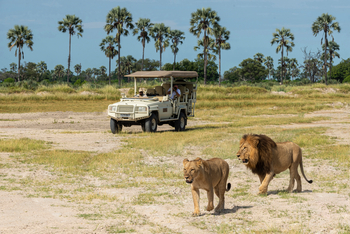 Xigera Safari Lodge Xigera Safari Lodge: Löwenpärchen