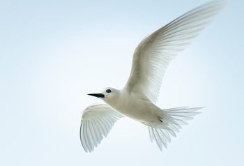 Alphonse Island Lodge: Feenseeschwalbe