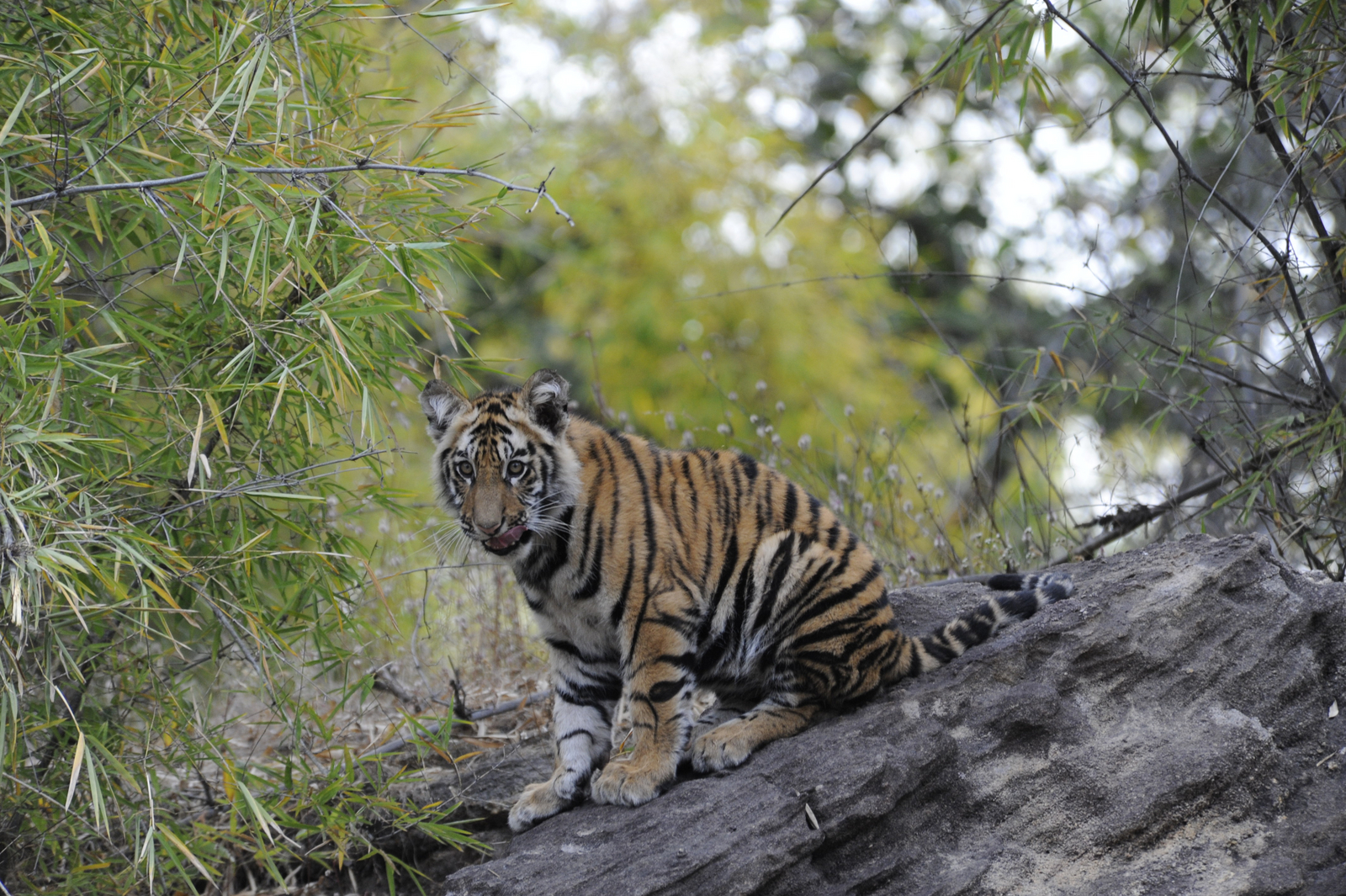 Bandhavgarh National Park Bandhavgarh National Park