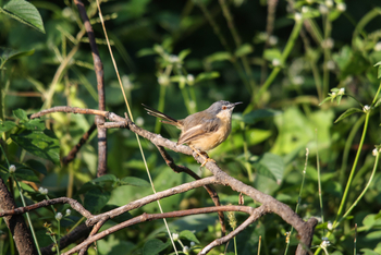 Asiatic Lion Lodge Asiatic Lion Lodge: Warbler