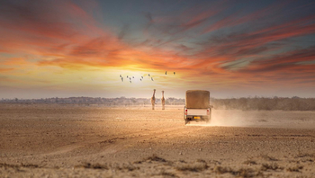 Bagatelle Kalahari Game Ranch: Giraffen auf weiter Flur