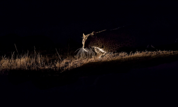 Bera Safari Lodge: Schnurrhaare