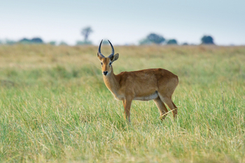 Chobe Savanna Lodge: Puku