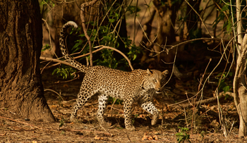 Classic Zambia Safaris Classic Zambia Safaris: Leopard