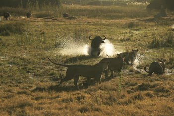 Duba Explorers Camp: Wildtiere im Wasser