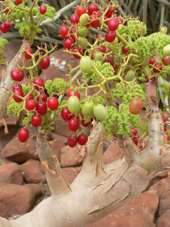 Etendeka Mountain Camp Etendeka Mountain Camp: Wüstenkirsche