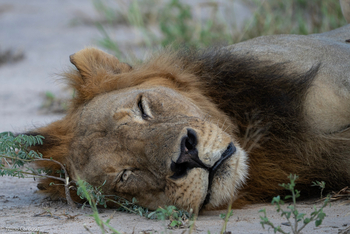 Gorongosa Safaris: Schlafender Löwe