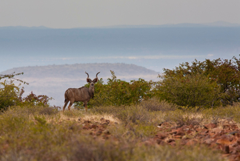 Grootberg Lodge Grootberg Lodge: Kudu