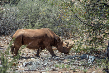 Grootberg Lodge Grootberg Lodge: Nashörner