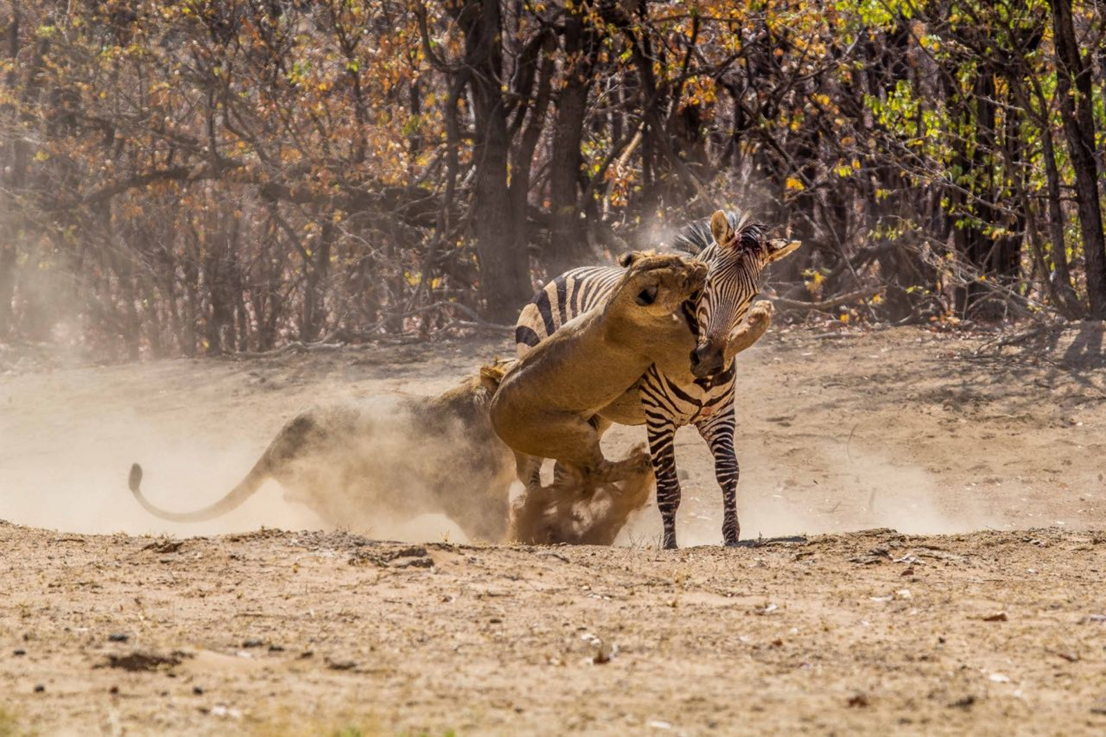 Hobatere Lodge Hobatere Lodge: Löwen kurz vor dem Erfolg