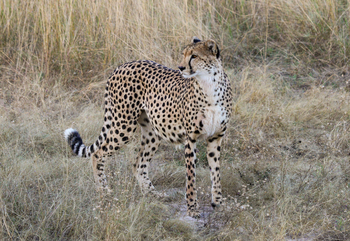 Imvelo Safaris Imvelo Safaris: Gepardin im Freien