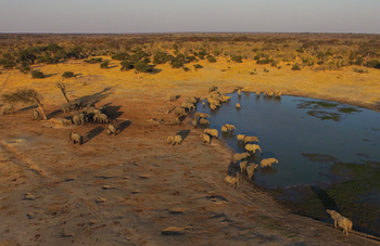 Jozibanini Camp Jozibanini Camp: Elefantenherde am Wasser