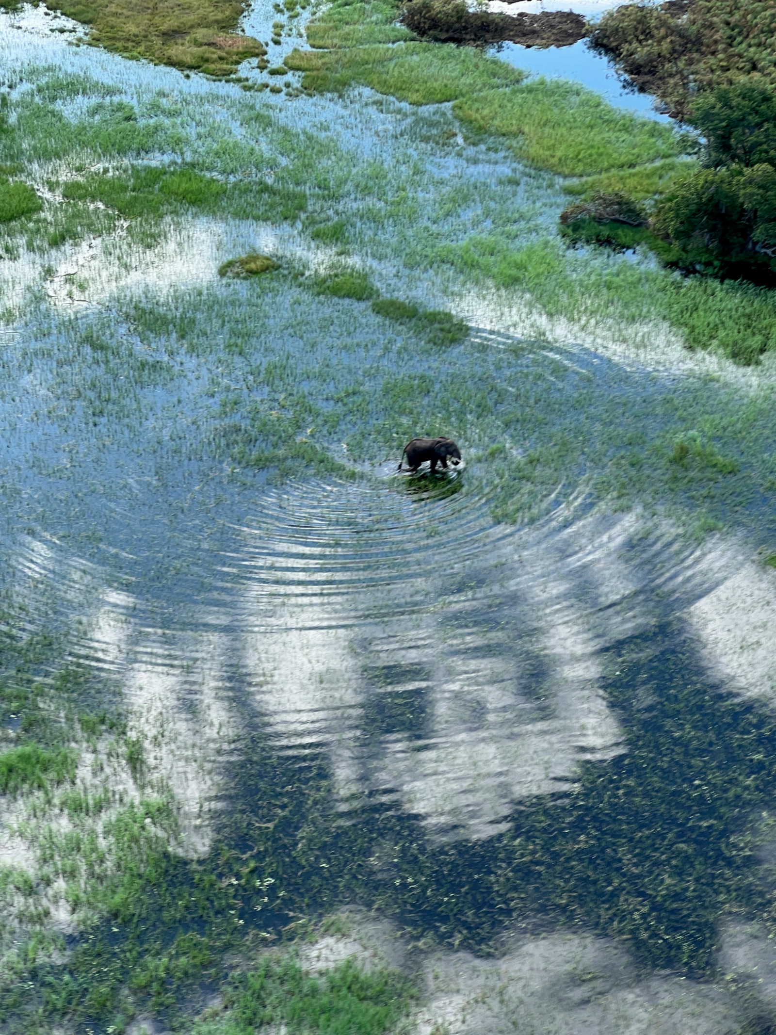 Kala Camp Kala Camp: Elefant zieht Kreise